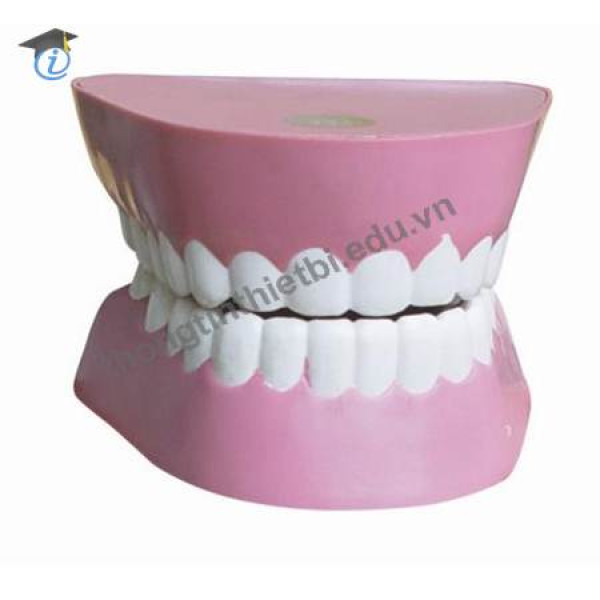 Mô hình hàm răng